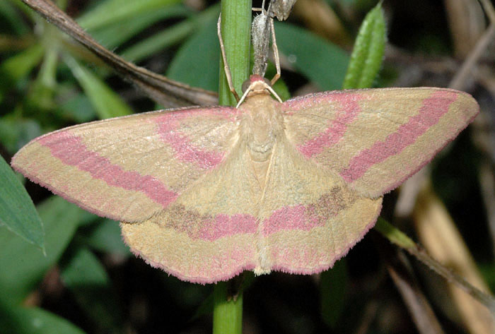 Geometridae - Rhodostrophia calabra